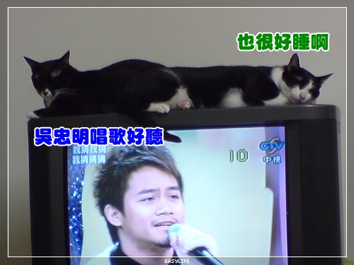 看貓說故事
