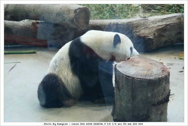 臺北市動物園，我也要去看團團圓圓