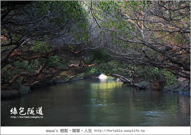 四草綠色隧道。台江國家公園