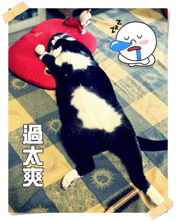 爽爽貓的夏天！睡到翻肚子是多幸福啊！