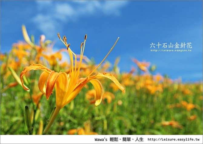 【花蓮】六十石山金針花！終於知道這種金針花海的感受了^^