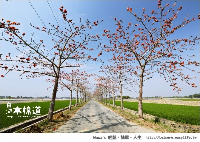 【白河】木棉道！整排的木棉花開始綻放囉！