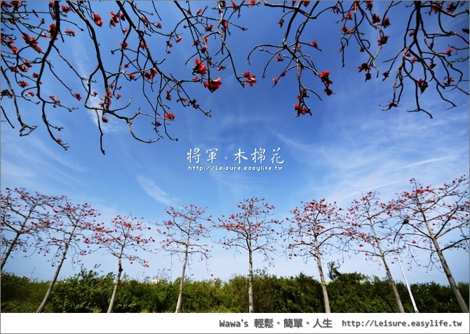 【將軍】木棉花，這裡的木棉又高又大！