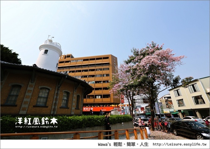 【台南】洋紅風鈴木，氣象局前正在盛開中唷！