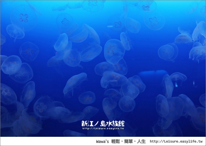 【藤澤】新江之島水族館，精彩的海豚秀，還有許多閃閃發亮的水母