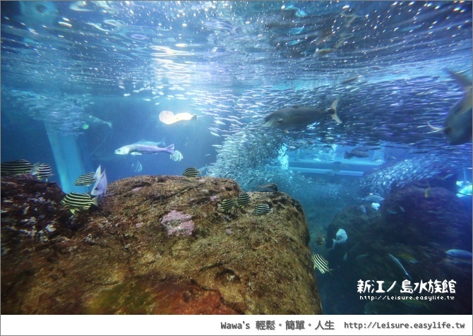 新江ノ島水族館。日本江之島旅遊、藤澤旅遊