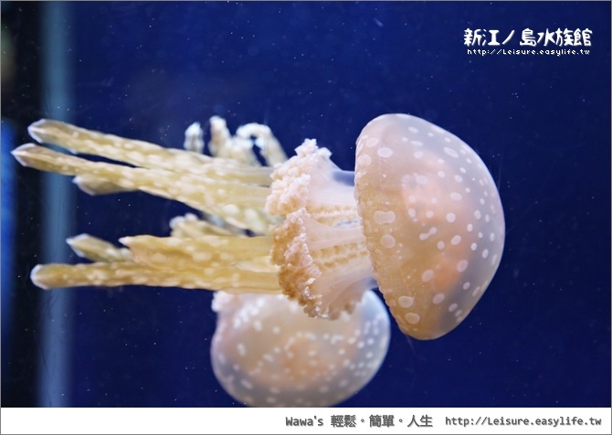 新江ノ島水族館。日本江之島旅遊、藤澤旅遊