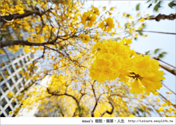 【台南】風鈴木正在盛開中！林森路與長榮路口實在是美翻啦！