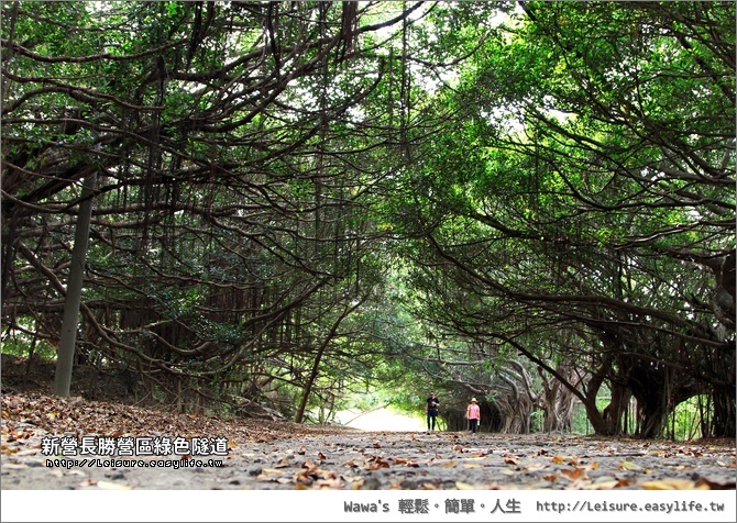 台南綠色隧道行程