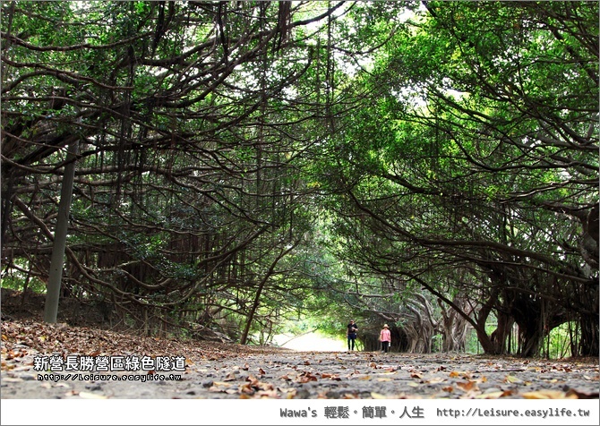【台南】新營長勝營區綠色隧道，好想拿張躺椅在那邊睡個午覺