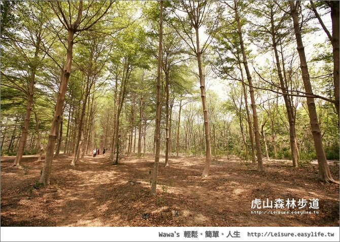 虎山國小森林步道、西瓜山森林步道