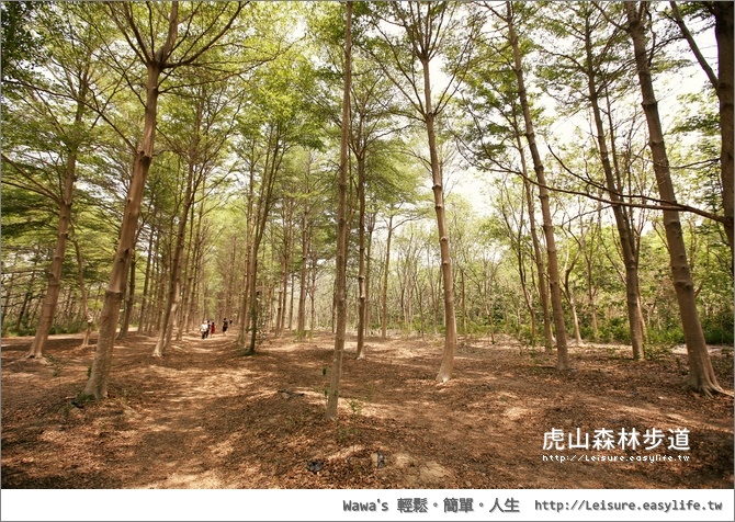【台南】虎山國小森林步道，離奇美博物館不遠的秘密景點（西瓜山森林步道）