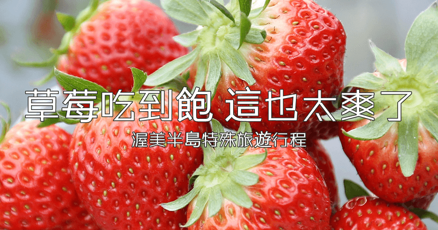 【田原】竟然有草莓吃到飽的行程！お陽様農園30分鐘讓你吃到會害怕啊！