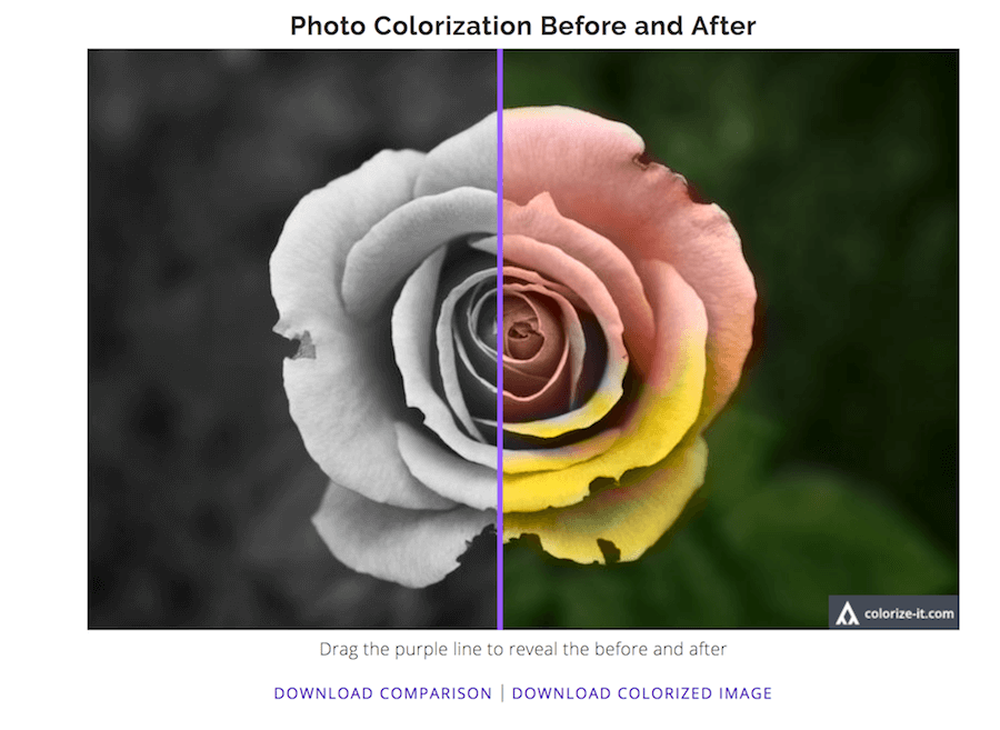 Colorize Black and White Photos algorithmia 效果 黑白花 彩色花 綠色 粉紅色