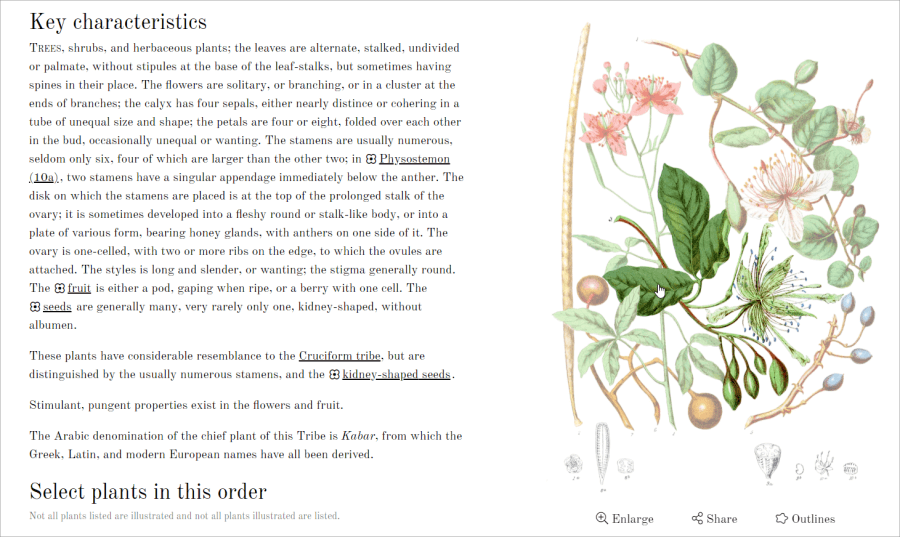 19 世紀植物圖鑑