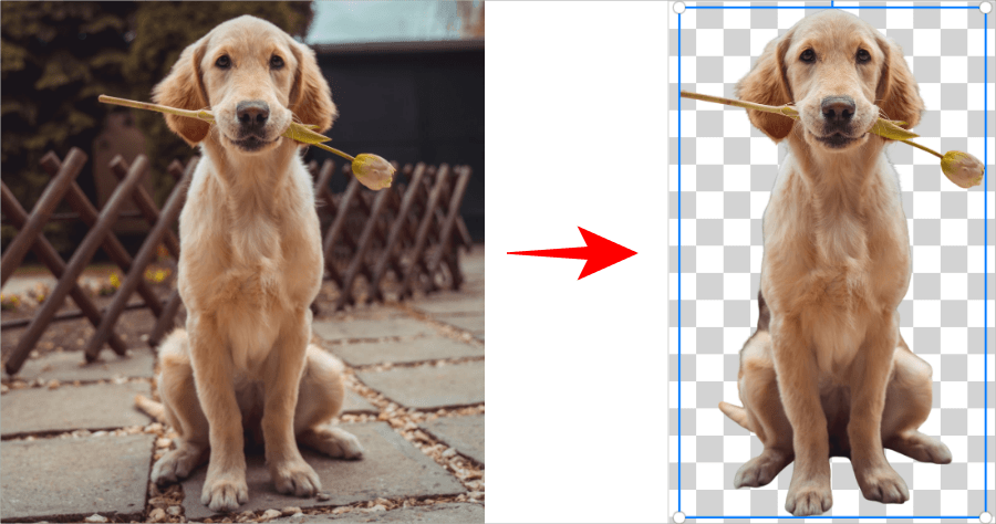 PIXELCUT Background Remover 免費 HD 畫質自動去背網站，支援人像 / 寵物 / 物品