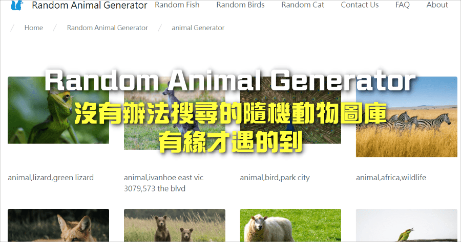 Random Animal Generator 免費動物圖庫，產生高畫質圖片貓咪/鳥類/魚類圖